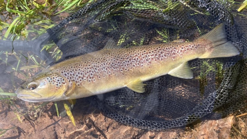 Cefn Rhosan Fawr trout - MN from Bristol